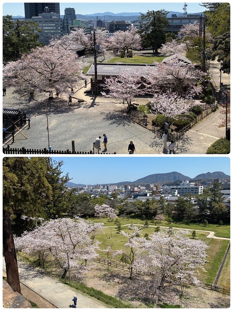 deriさんが投稿した松江城山公園の桜に関する口コミの画像