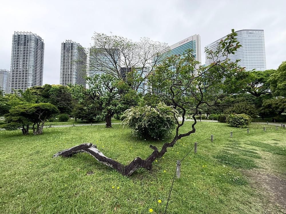 junkunさんが投稿した中島の御茶屋（浜離宮恩賜庭園）に関する口コミの画像