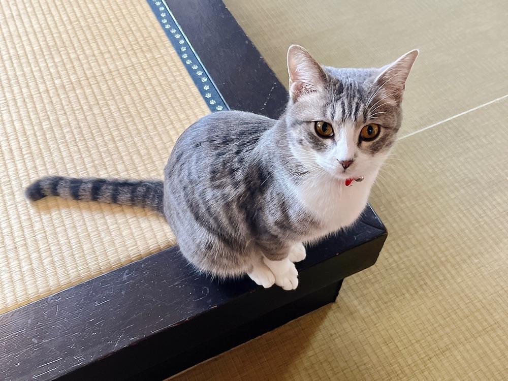 猫なぎ。さんが投稿した草津温泉 中村屋旅館に関する口コミの画像