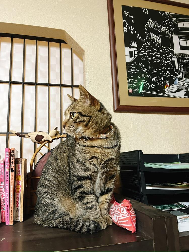 猫なぎ。さんが投稿した中村屋旅館に関する口コミの画像