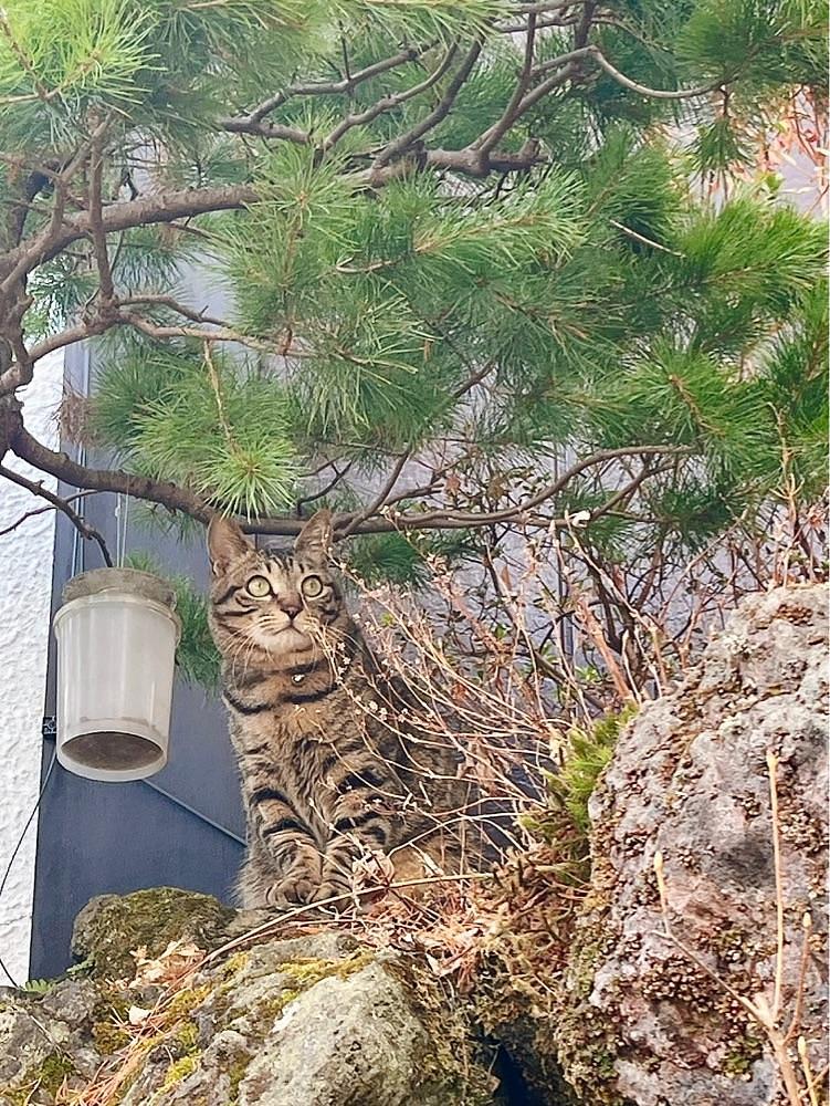 猫なぎ。さんが投稿した中村屋旅館に関する口コミの画像