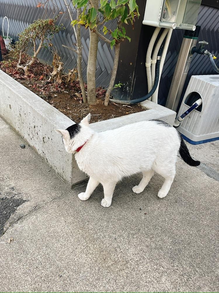 猫なぎ。さんが投稿したペンション五郎次に関する口コミの画像