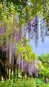 大三島藤公園