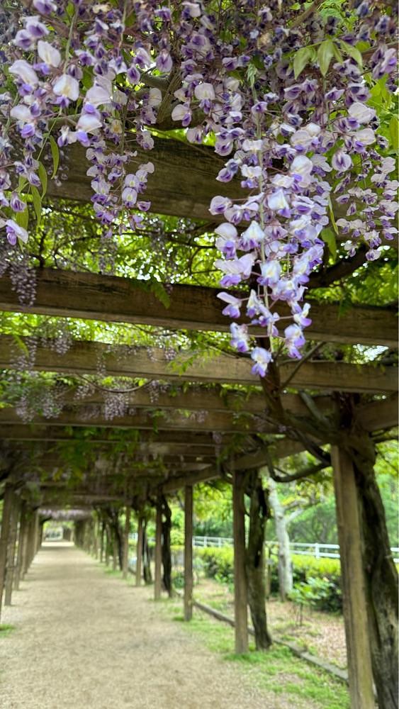 みぃさんが投稿した大三島藤公園に関する口コミの画像