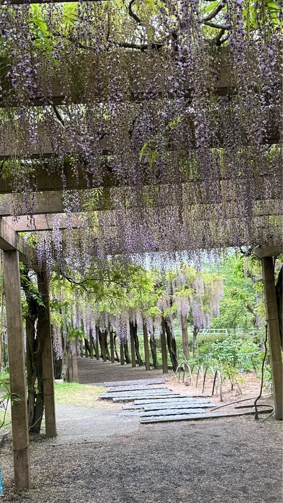 みぃさんが投稿した大三島藤公園に関する口コミの画像