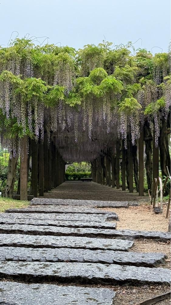 みぃさんが投稿した大三島藤公園に関する口コミの画像