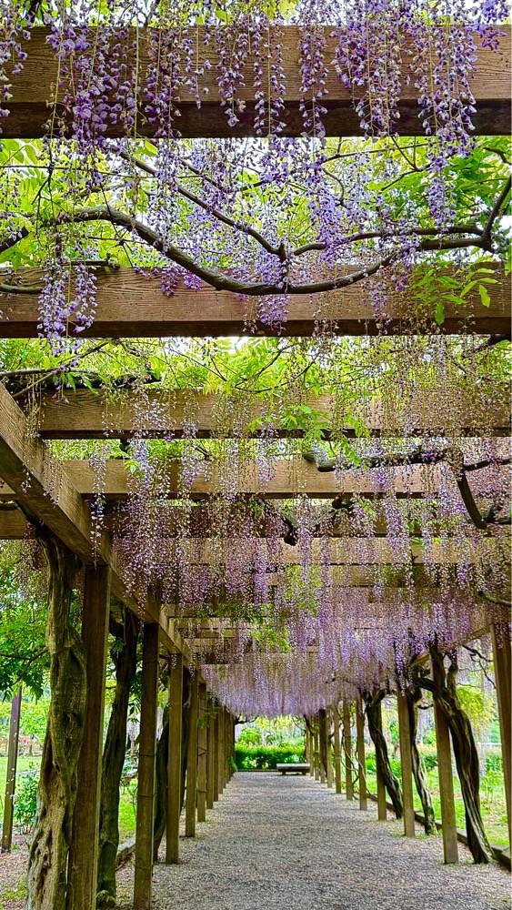 みぃさんが投稿した大三島藤公園に関する口コミの画像