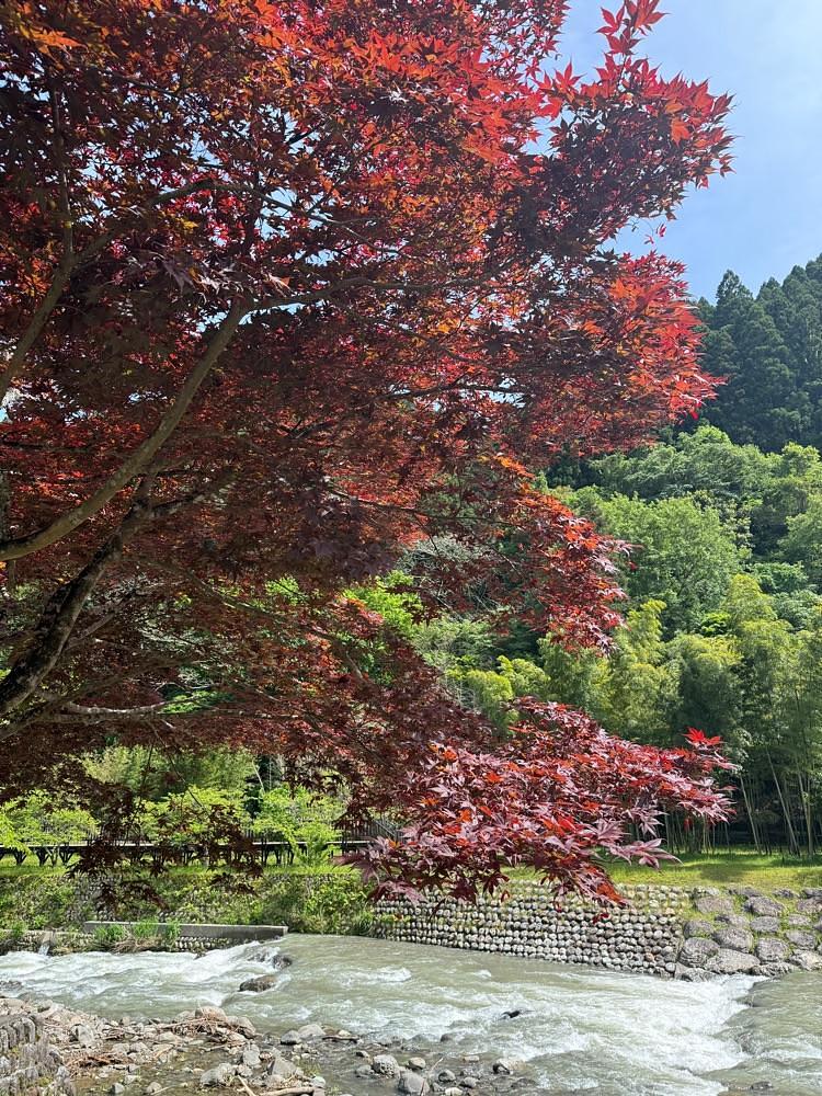 hirokororinさんが投稿したtoki（トキ）に関する口コミの画像