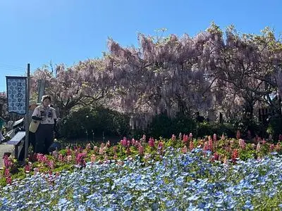 フラワーパークせらふじ園