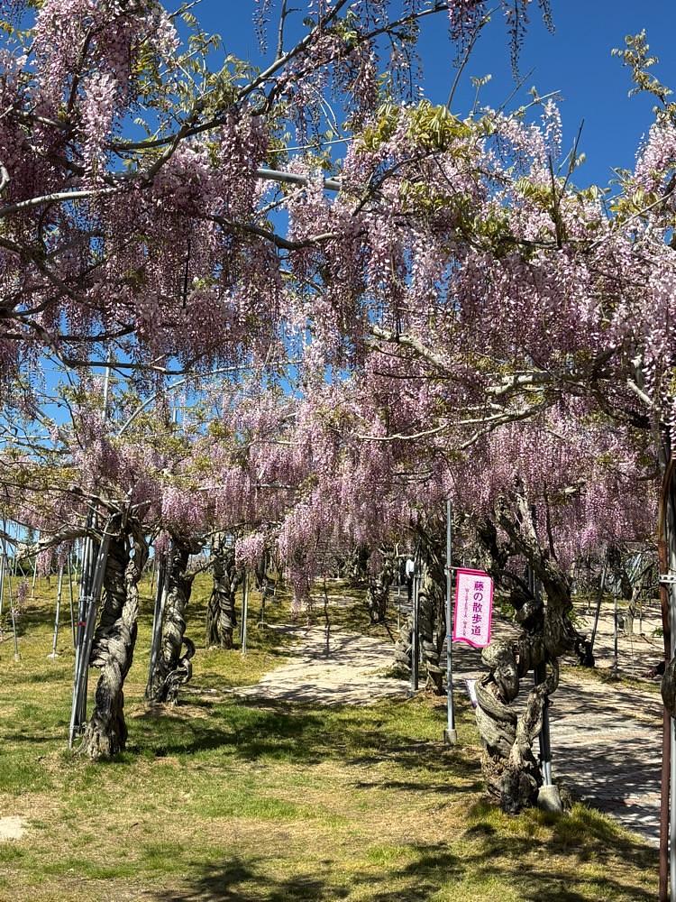 みーなさんが投稿したフラワーパークせらふじ園に関する口コミの画像