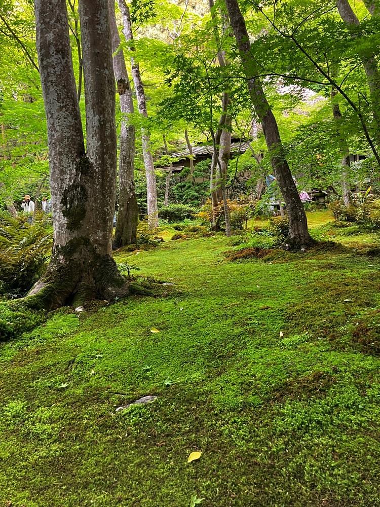 ステアリング人さんが投稿した嵯峨野（さがの）に関する口コミの画像
