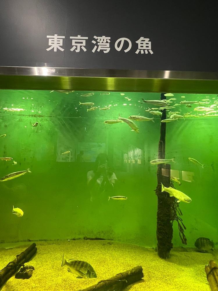 🤎アイヒンまま🤎さんが投稿した浦安市郷土博物館に関する口コミの画像