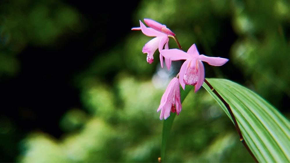 兎きち さんが投稿した天ケ城公園に関する口コミの画像