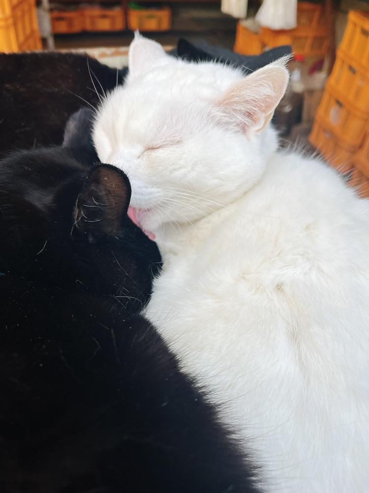 猫なぎ。さんが投稿したかねいち屋物産に関する口コミの画像