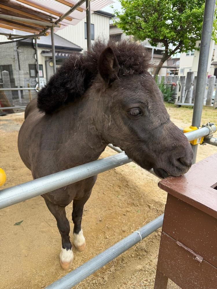 himbaさんが投稿した天神社に関する口コミの画像