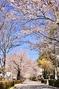 乃木神社