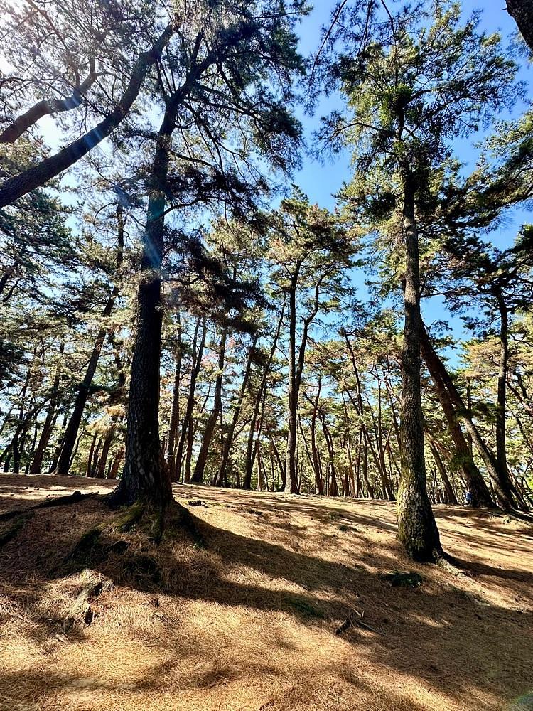 からっ風②さんが投稿した敷島公園松林に関する口コミの画像