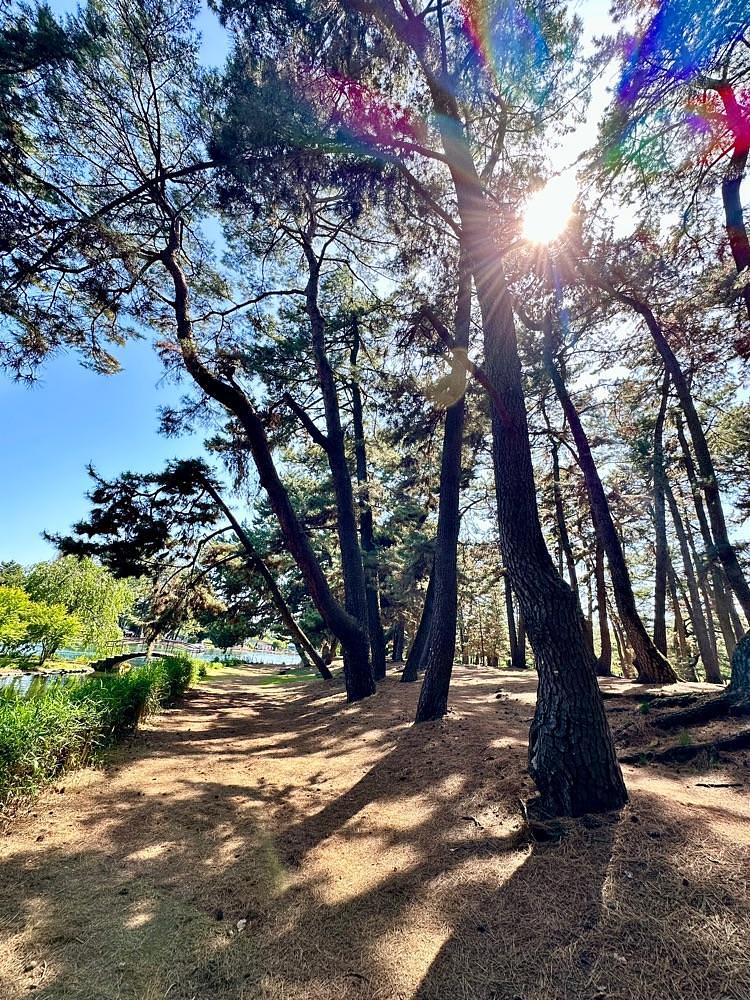 からっ風②さんが投稿した敷島公園松林に関する口コミの画像