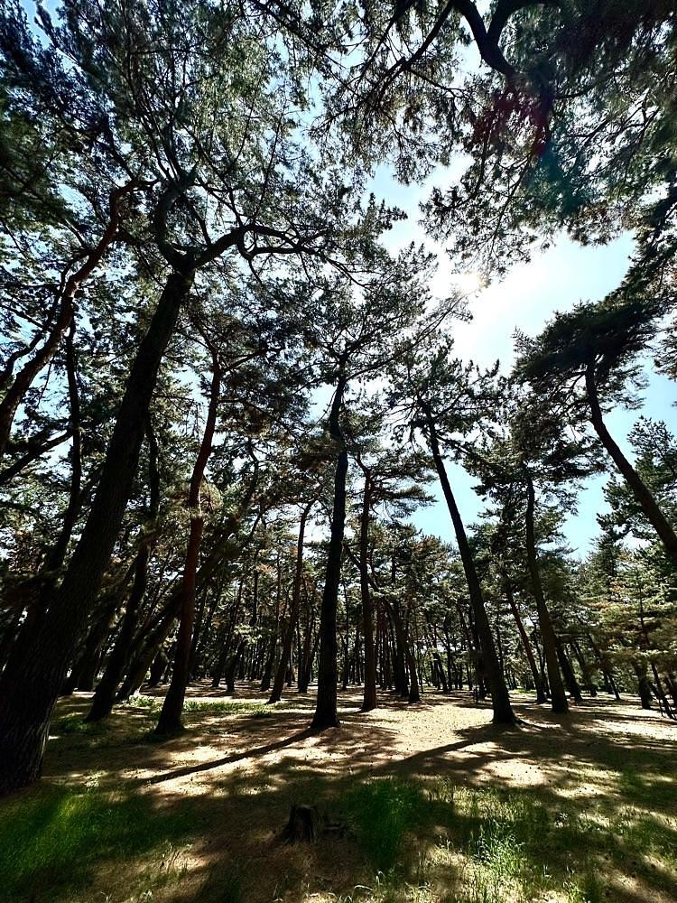 からっ風②さんが投稿した敷島公園松林に関する口コミの画像