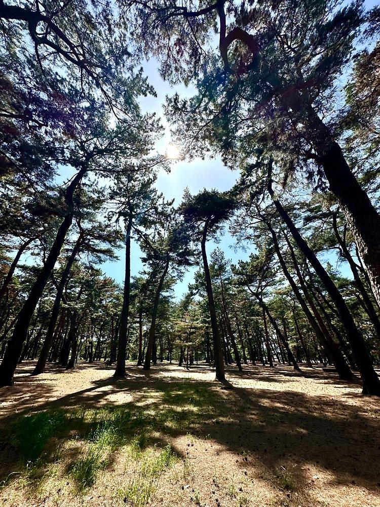 からっ風②さんが投稿した敷島公園松林に関する口コミの画像