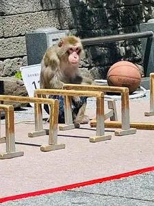 信州善光寺仲見世通り