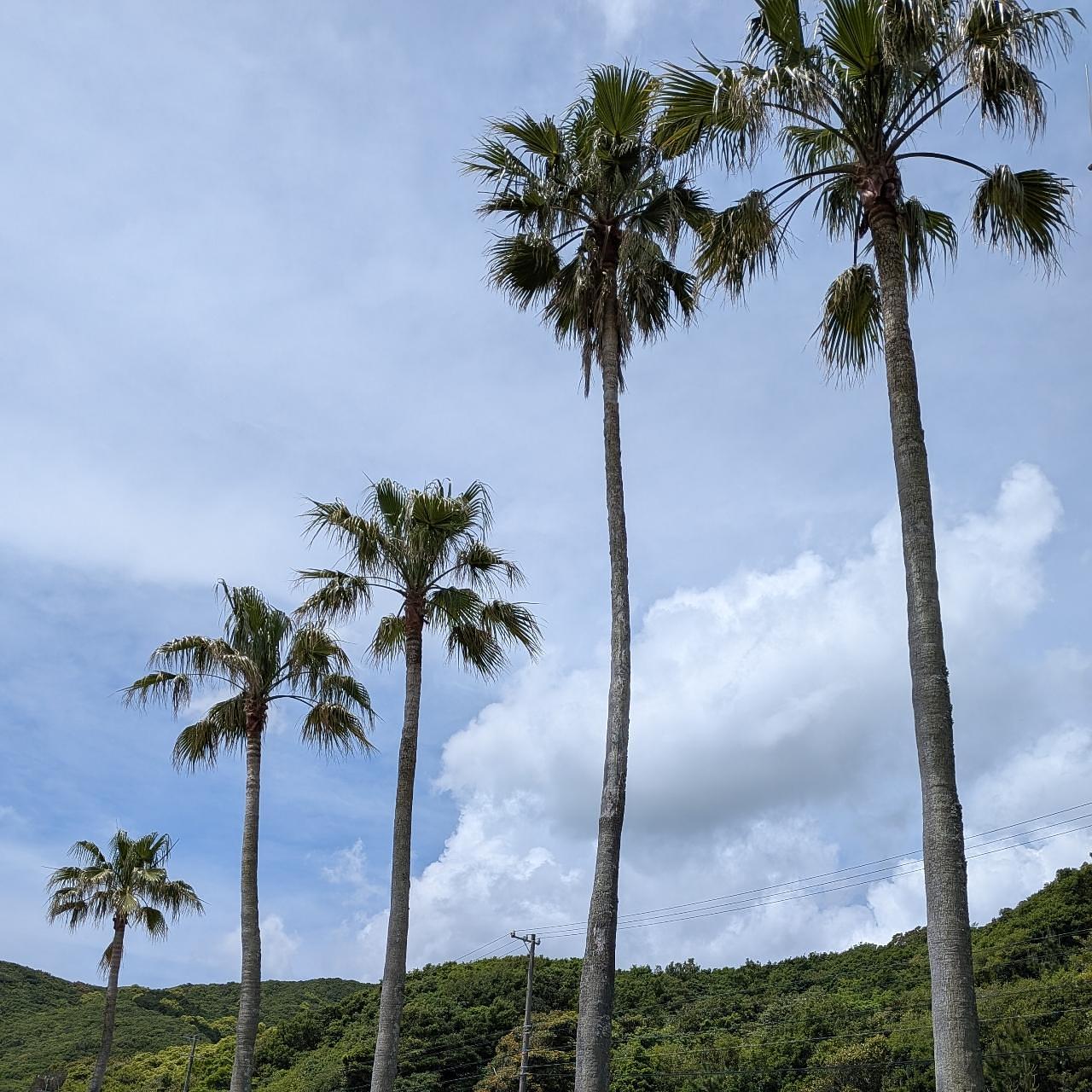 ぬっくさんが投稿した田曽白浜に関する口コミの画像