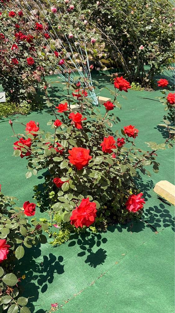りおん💓さんが投稿した岐阜市畜産センター公園に関する口コミの画像