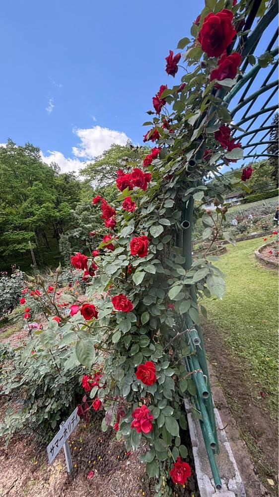 りおん💓さんが投稿した岐阜市畜産センター公園に関する口コミの画像