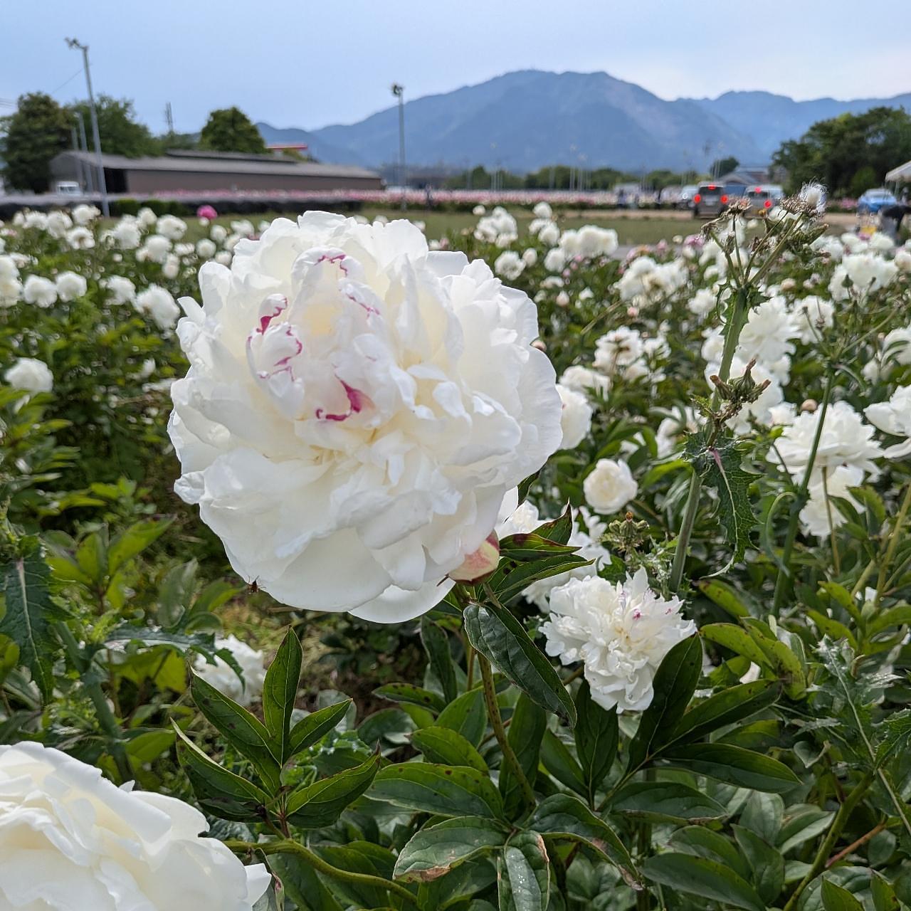 ぬっくさんが投稿した日本一たい焼き 鈴鹿インター店に関する口コミの画像