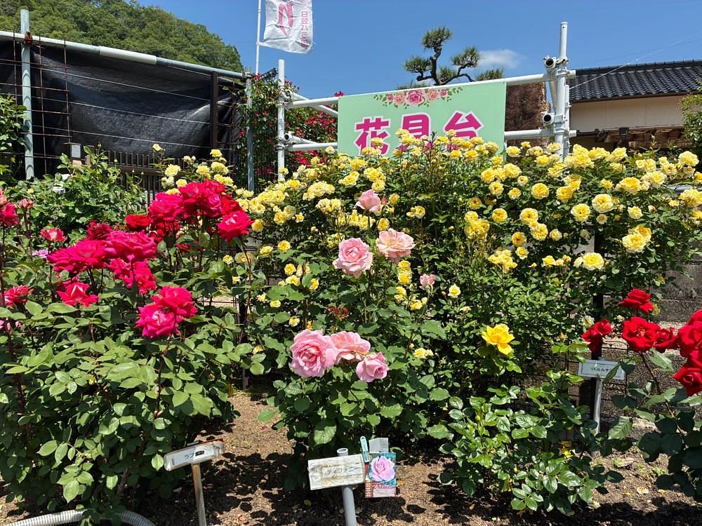 うーとらマンさんが投稿した日笠バラ園に関する口コミの画像