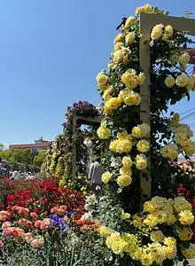 ばら公園のバラ