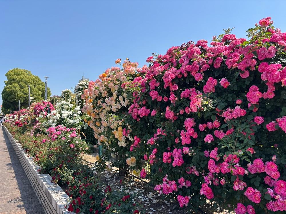 みーなさんが投稿したばら公園のバラに関する口コミの画像