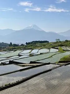 中野の棚田