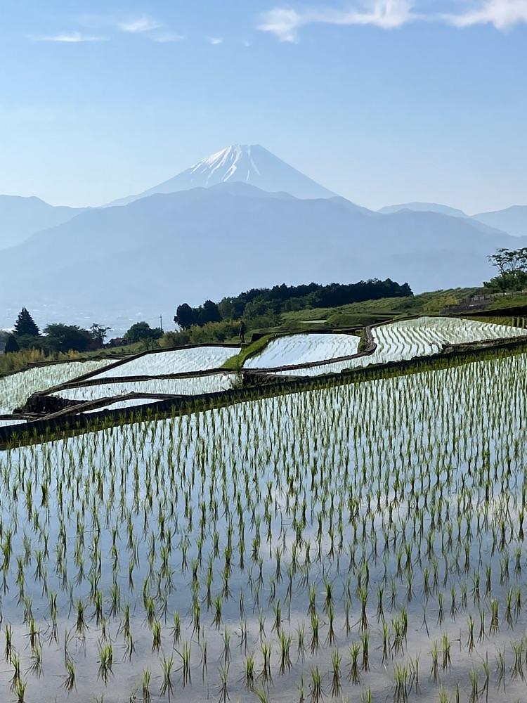 Nさんが投稿した中野の棚田に関する口コミの画像