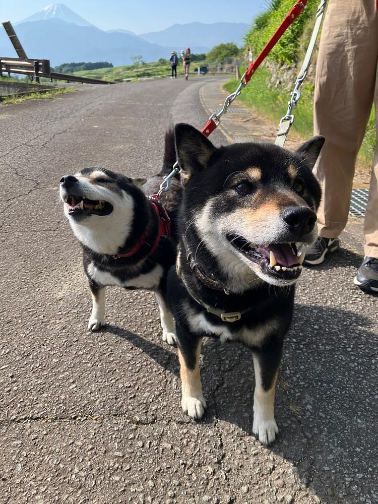 Nさんが投稿した中野の棚田に関する口コミの画像