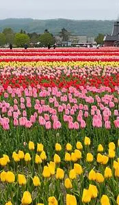 かみゆうべつチューリップ公園