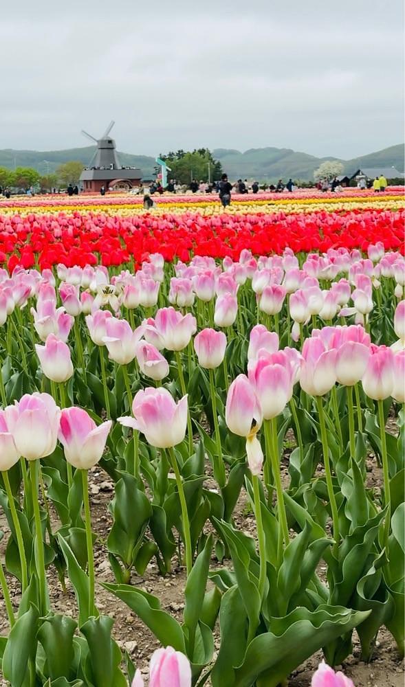 P-sanさんが投稿したかみゆうべつチューリップ公園に関する口コミの画像