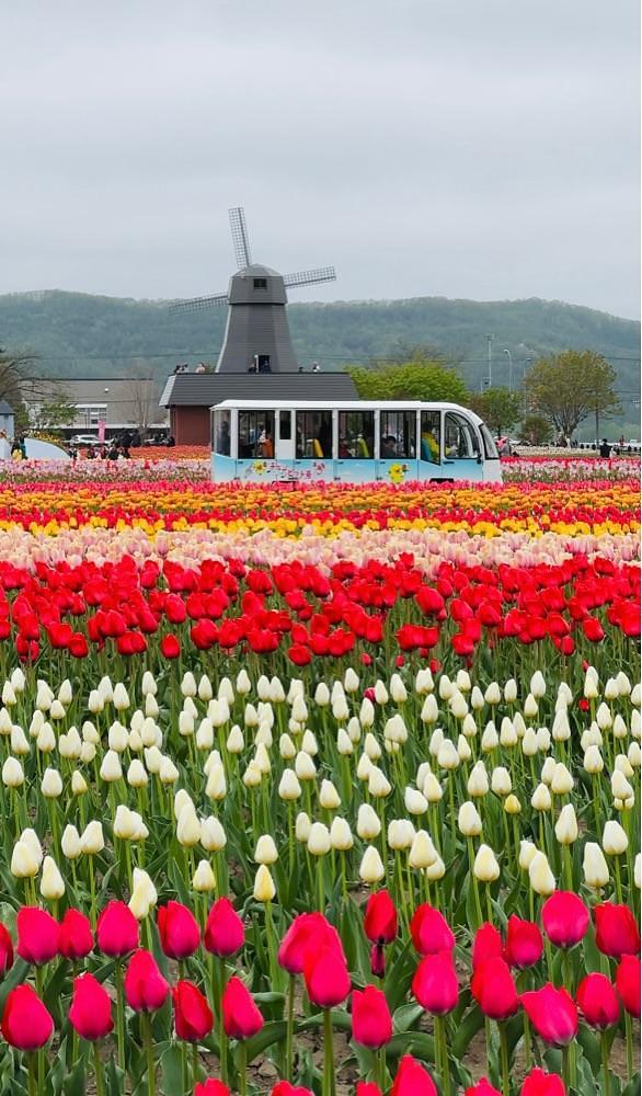 P-sanさんが投稿したかみゆうべつチューリップ公園に関する口コミの画像