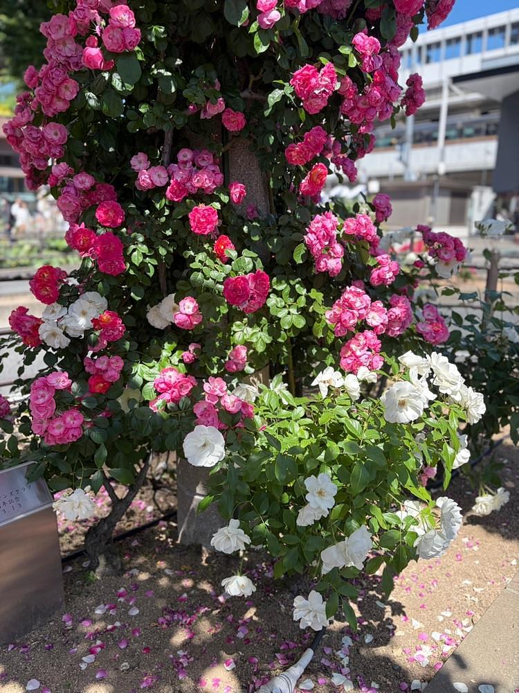 chou chou tabiさんが投稿した福山駅に関する口コミの画像