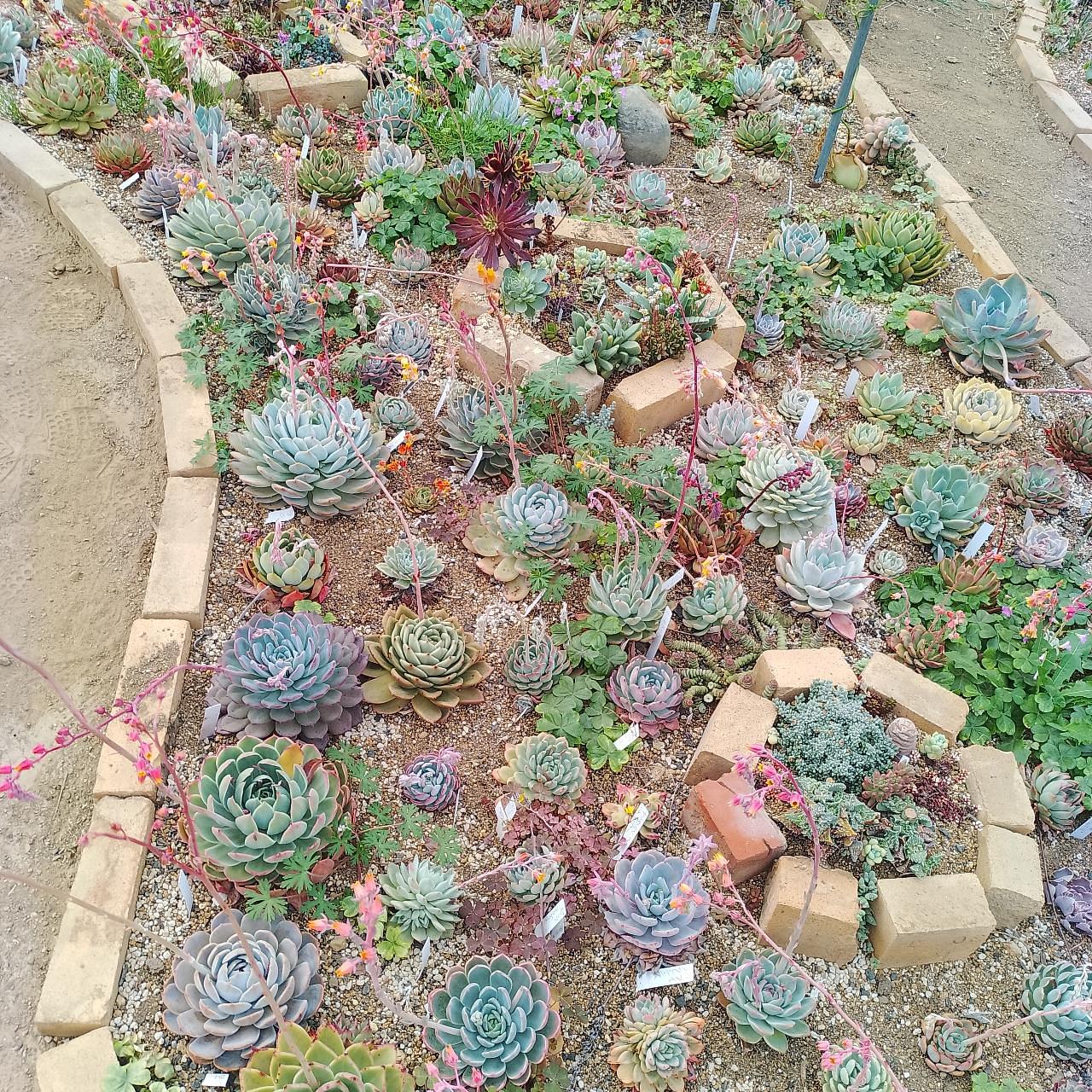 のんびりんこさんが投稿した松井田多肉植物園に関する口コミの画像