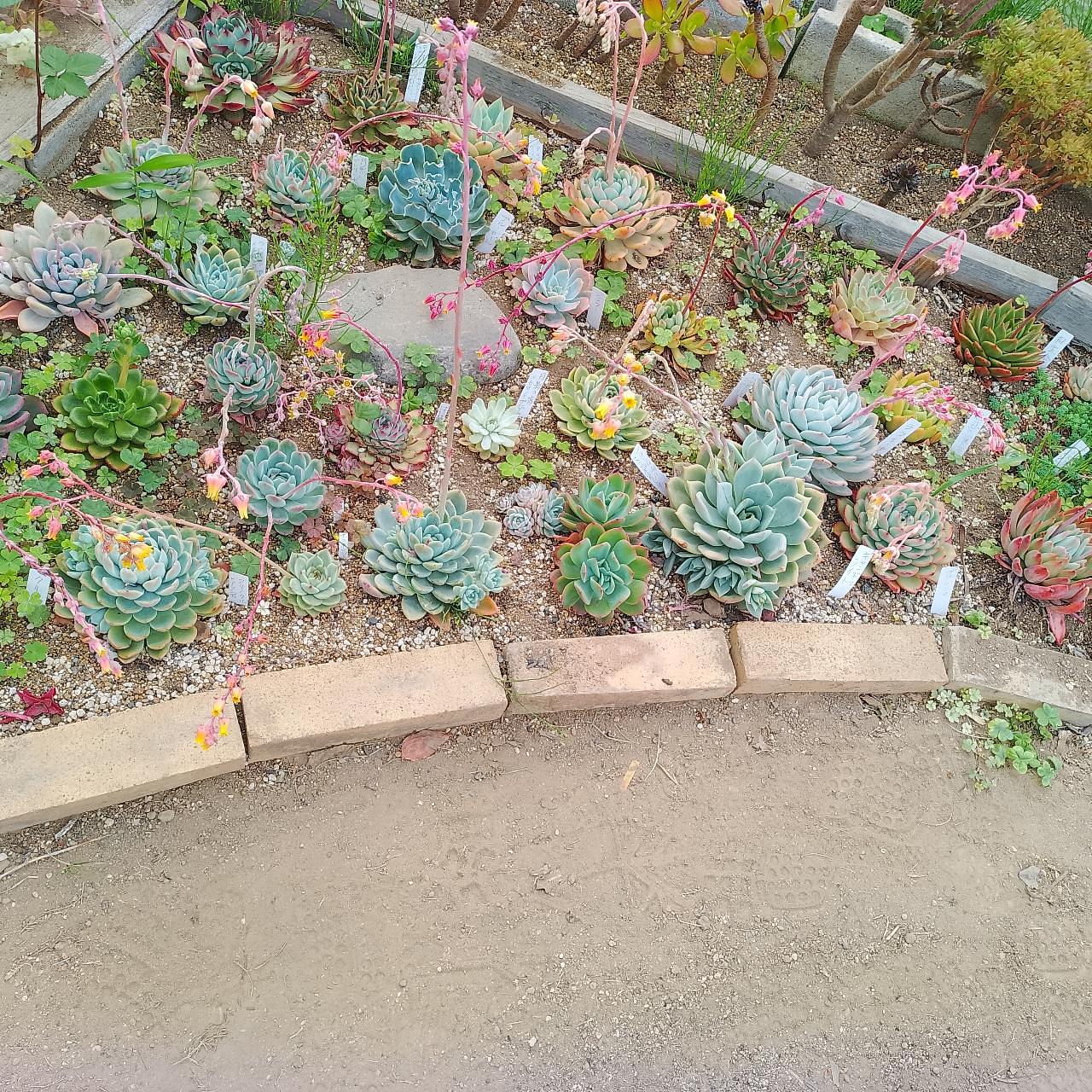 のんびりんこさんが投稿した松井田多肉植物園に関する口コミの画像