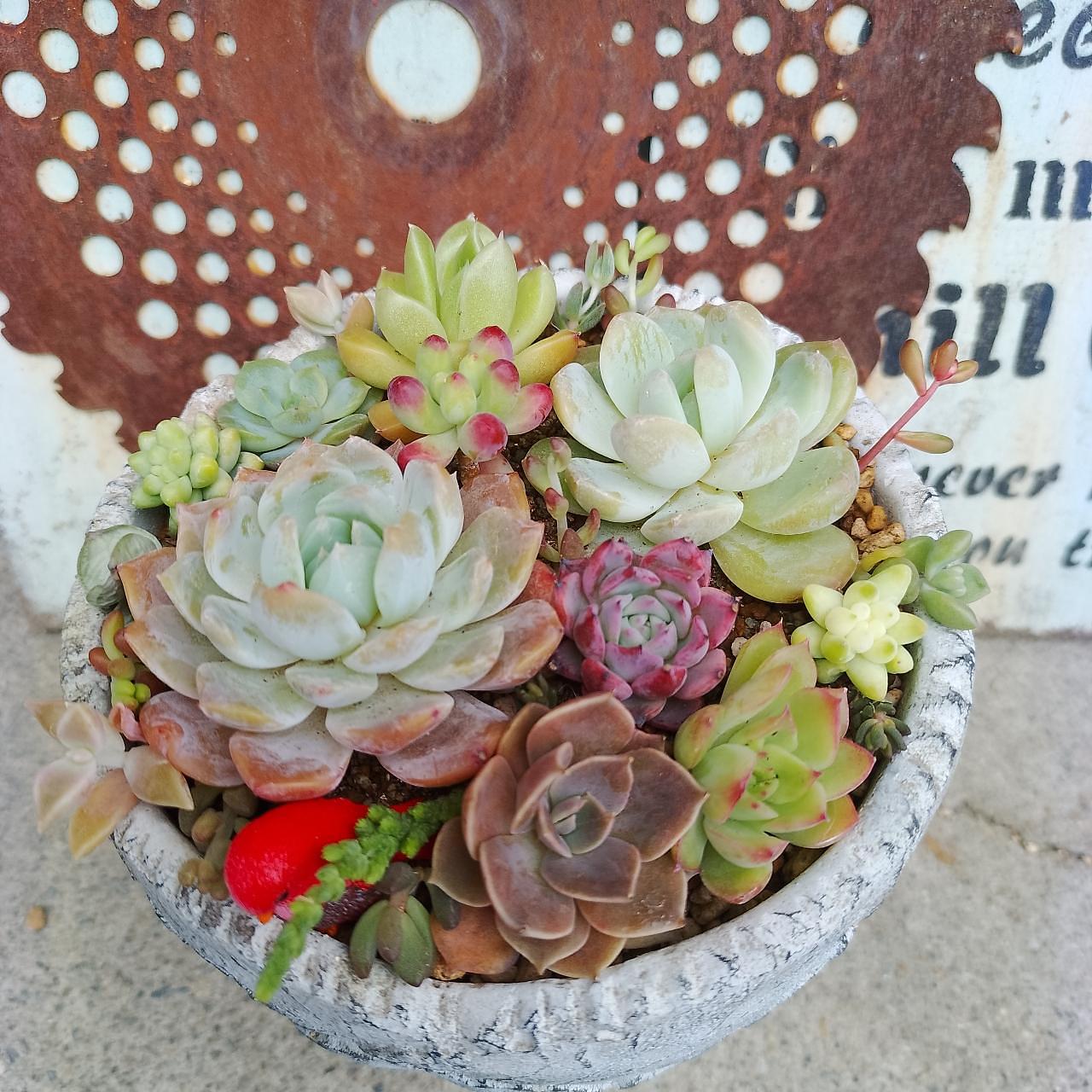 のんびりんこさんが投稿した松井田多肉植物園に関する口コミの画像
