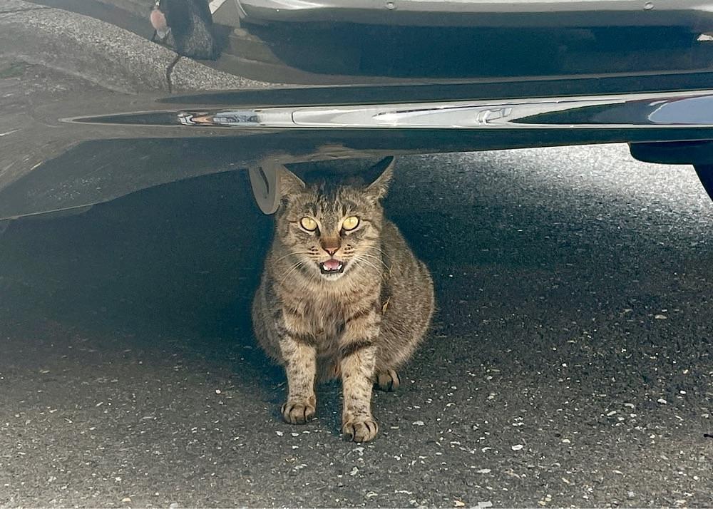 猫なぎ。さんが投稿した大胡ぐりーんふらわー牧場に関する口コミの画像