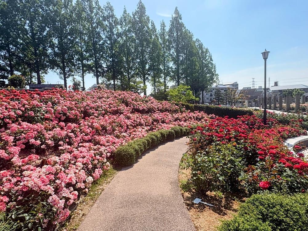 alpha4201さんが投稿した荒牧バラ公園に関する口コミの画像