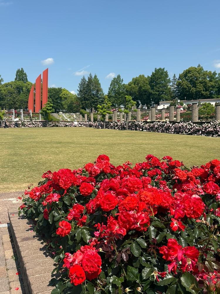 alpha4201さんが投稿した荒牧バラ公園に関する口コミの画像