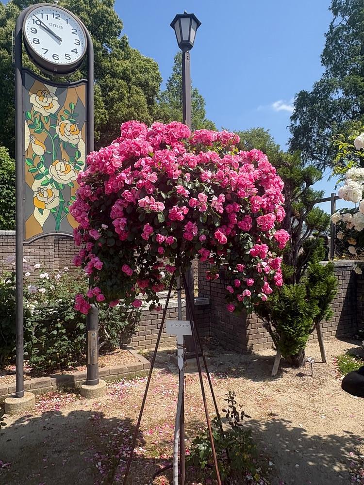 alpha4201さんが投稿した荒牧バラ公園に関する口コミの画像