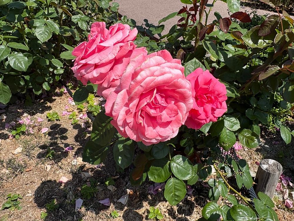 alpha4201さんが投稿した荒牧バラ公園に関する口コミの画像