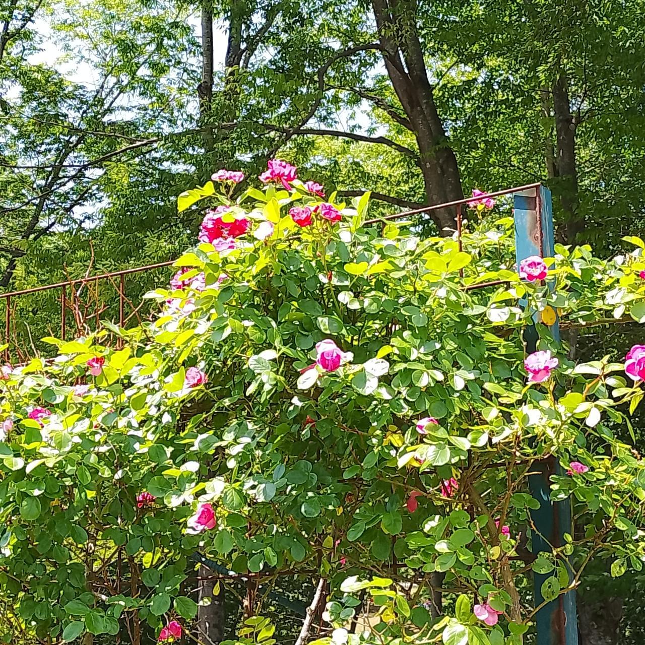 のんびりんこさんが投稿した甘楽総合公園に関する口コミの画像