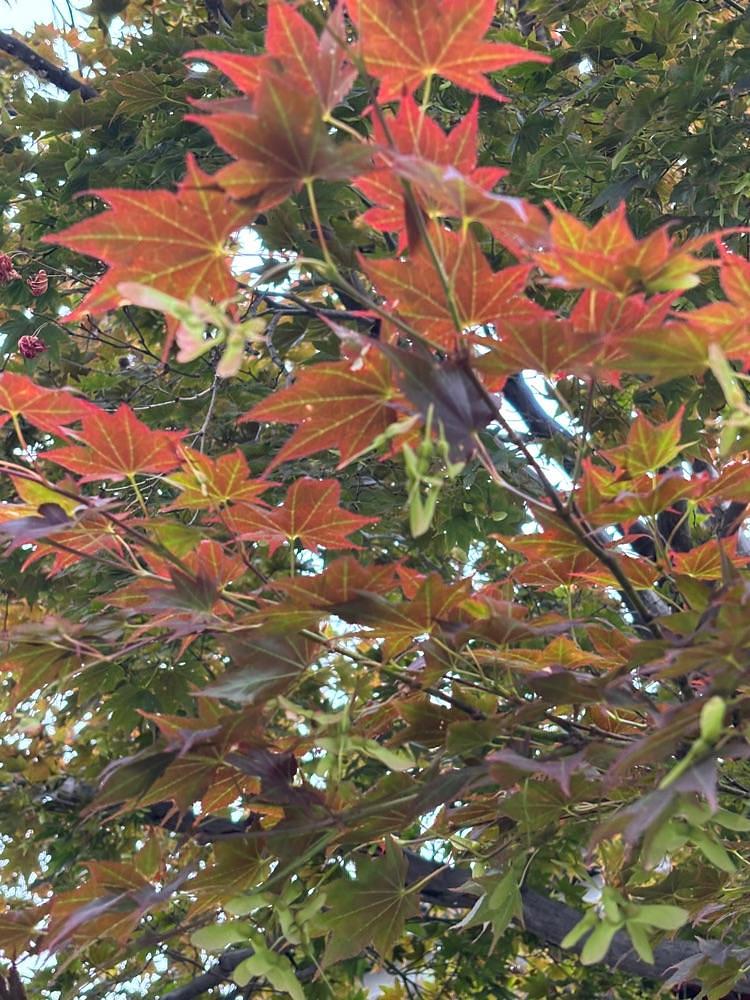 それなはとけさんが投稿した永心寺に関する口コミの画像