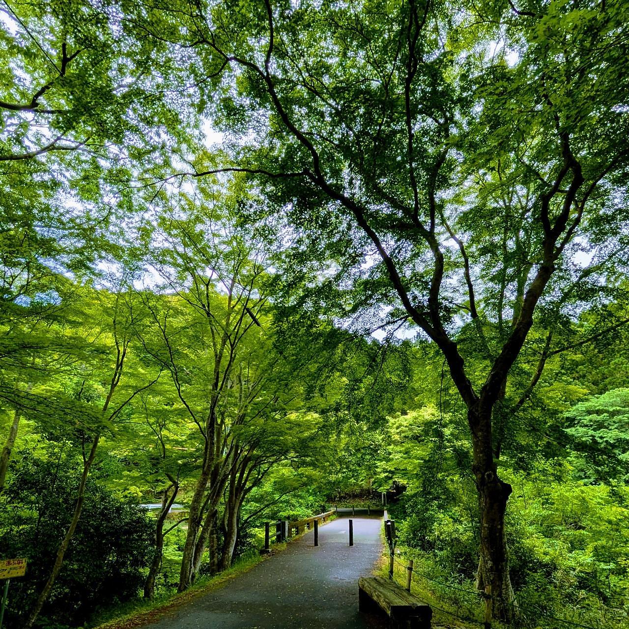 ぬっくさんが投稿した河内渓谷に関する口コミの画像
